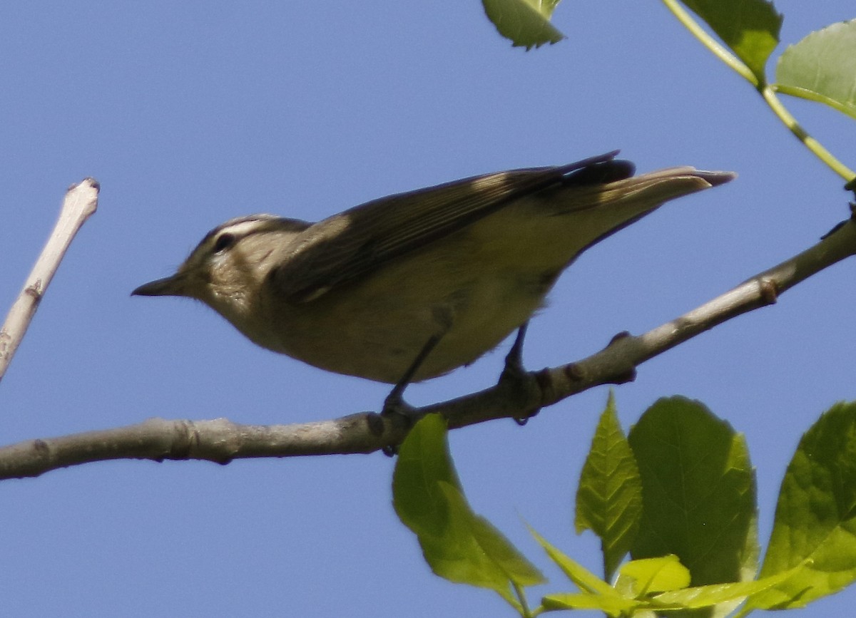 Ötücü Vireo - ML159223371