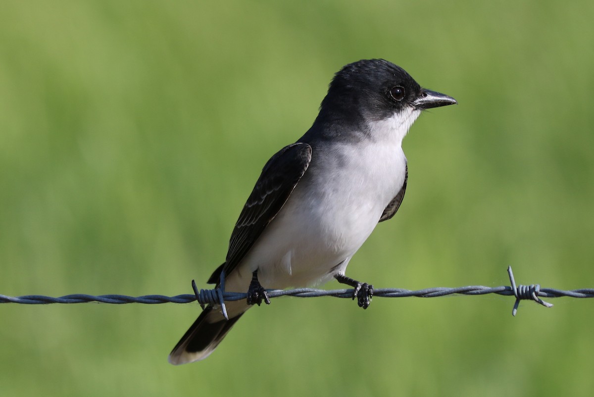 Eastern Kingbird - ML159223661