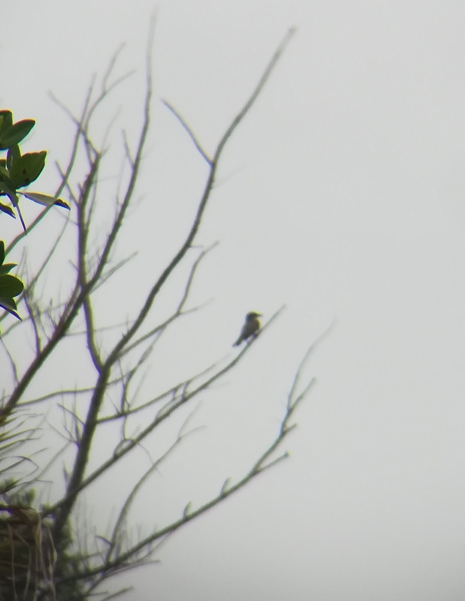 Gray Kingbird - ML159224091