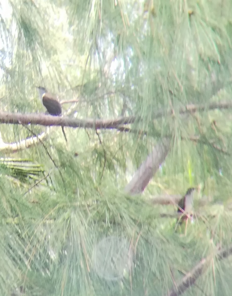 Yellow-billed Cuckoo - ML159224231