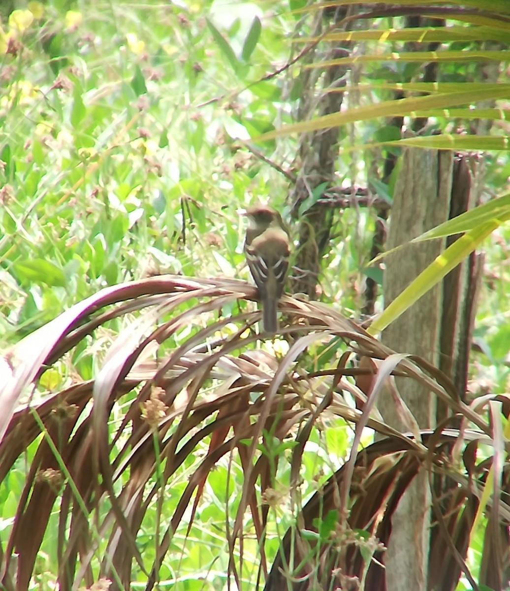 Acadian Flycatcher - ML159224301