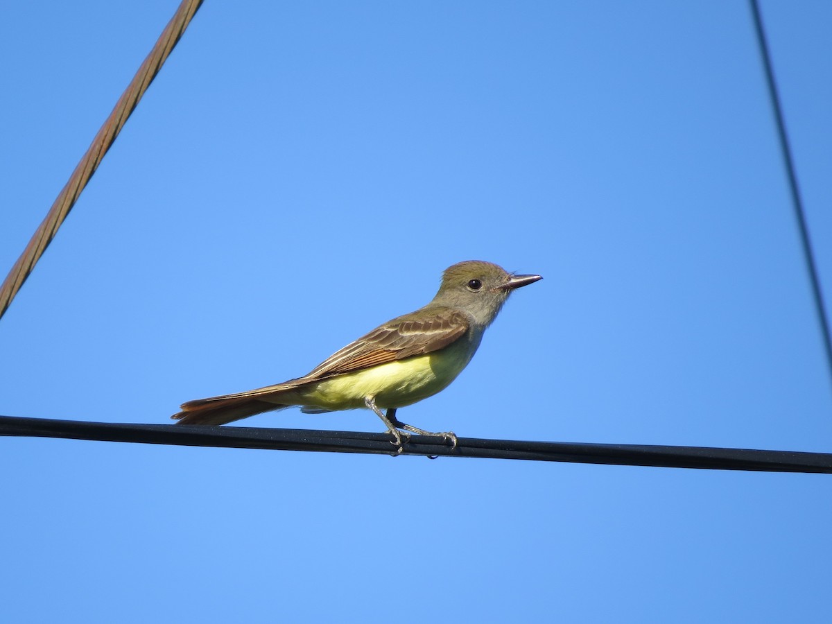 Great Crested Flycatcher - ML159224661