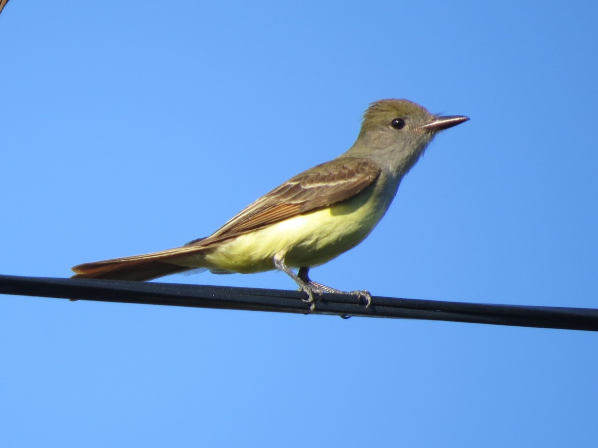 Great Crested Flycatcher - ML159224671