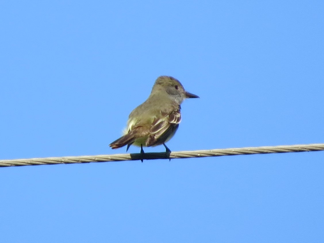 Great Crested Flycatcher - ML159224751