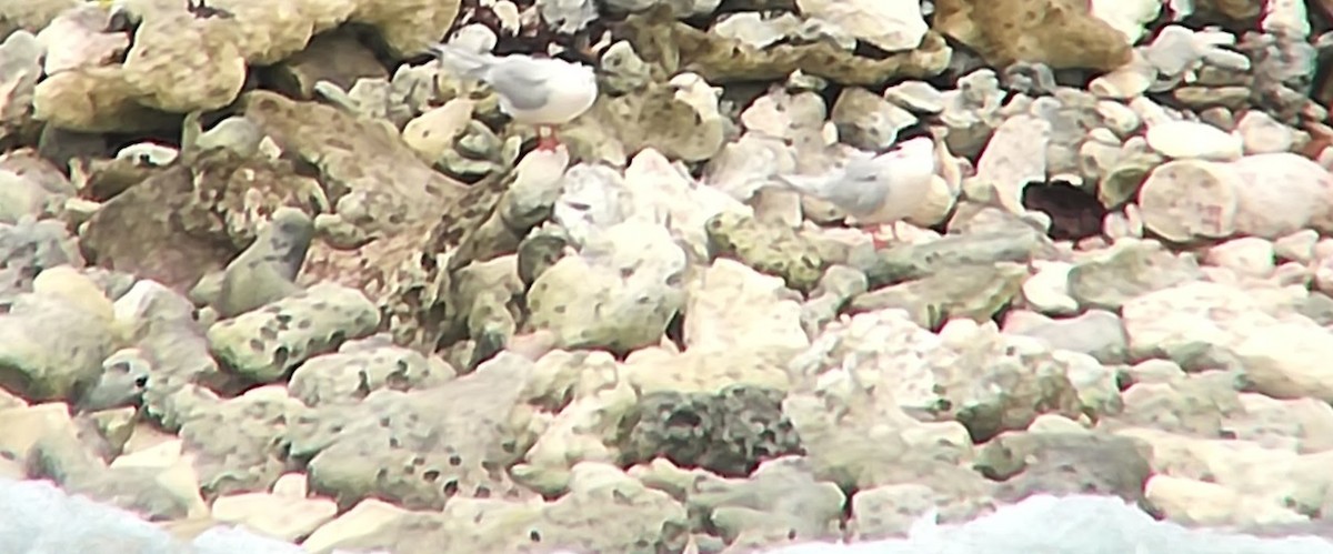 Roseate Tern - ML159225071