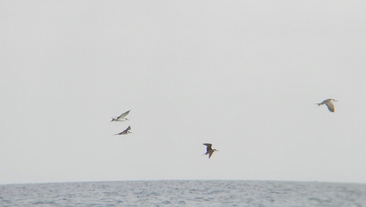 Sooty Tern - ML159225091