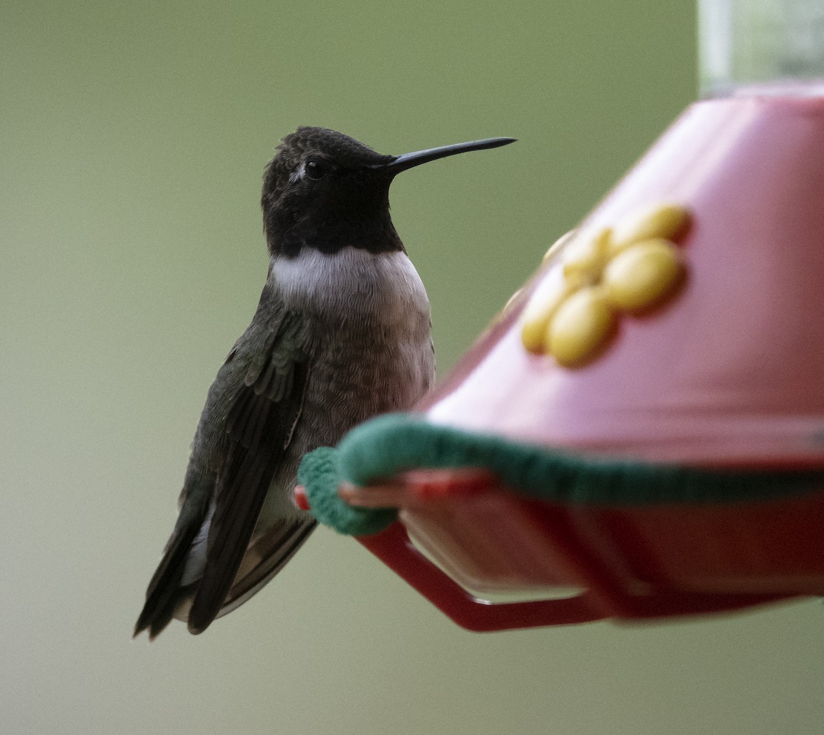 Colibri à gorge noire - ML159225991