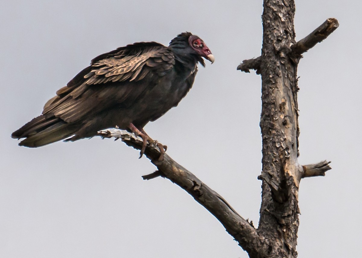 Urubu à tête rouge - ML159226281