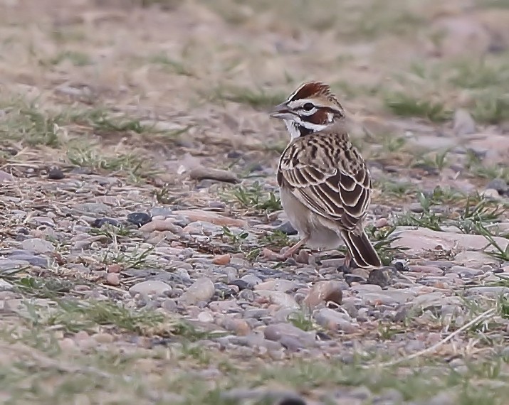 Lark Sparrow - ML159226561