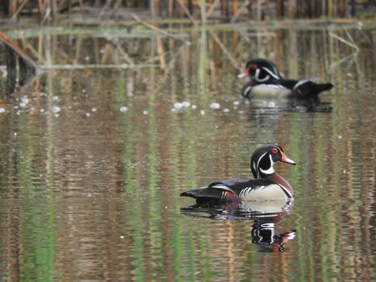 Wood Duck - ML159228121