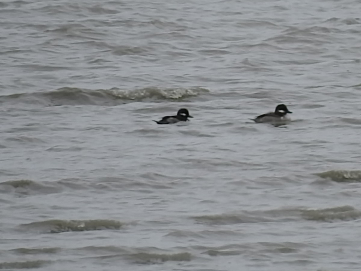 Bufflehead - Laura Burke