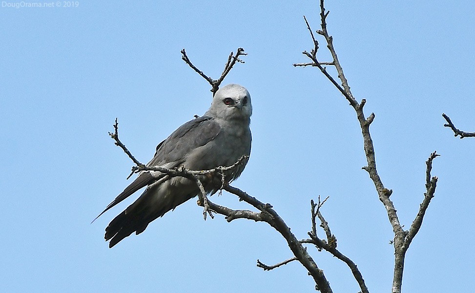 Mississippi Kite - Doug Orama