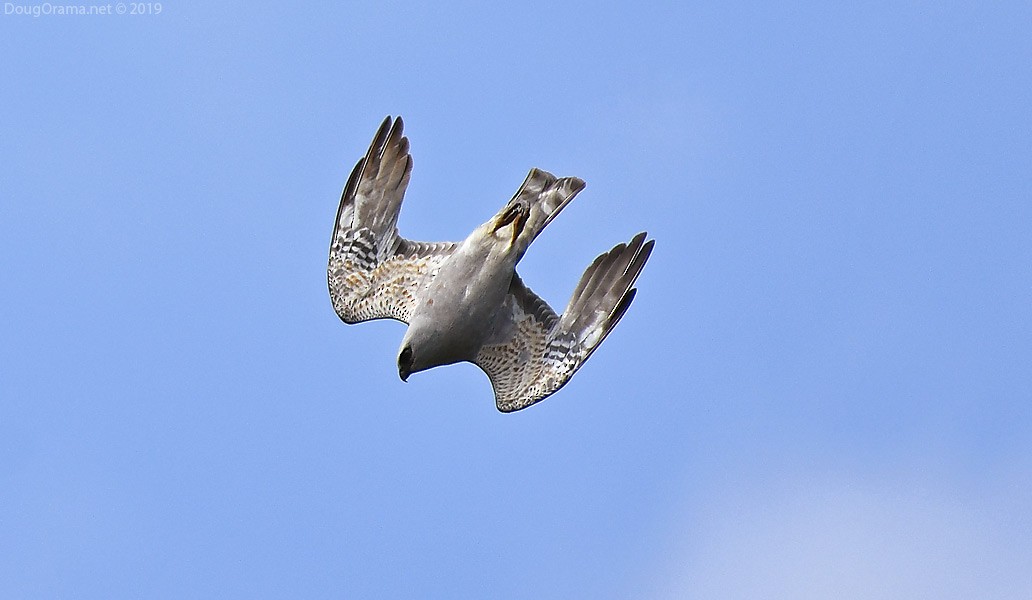 Mississippi Kite - Doug Orama
