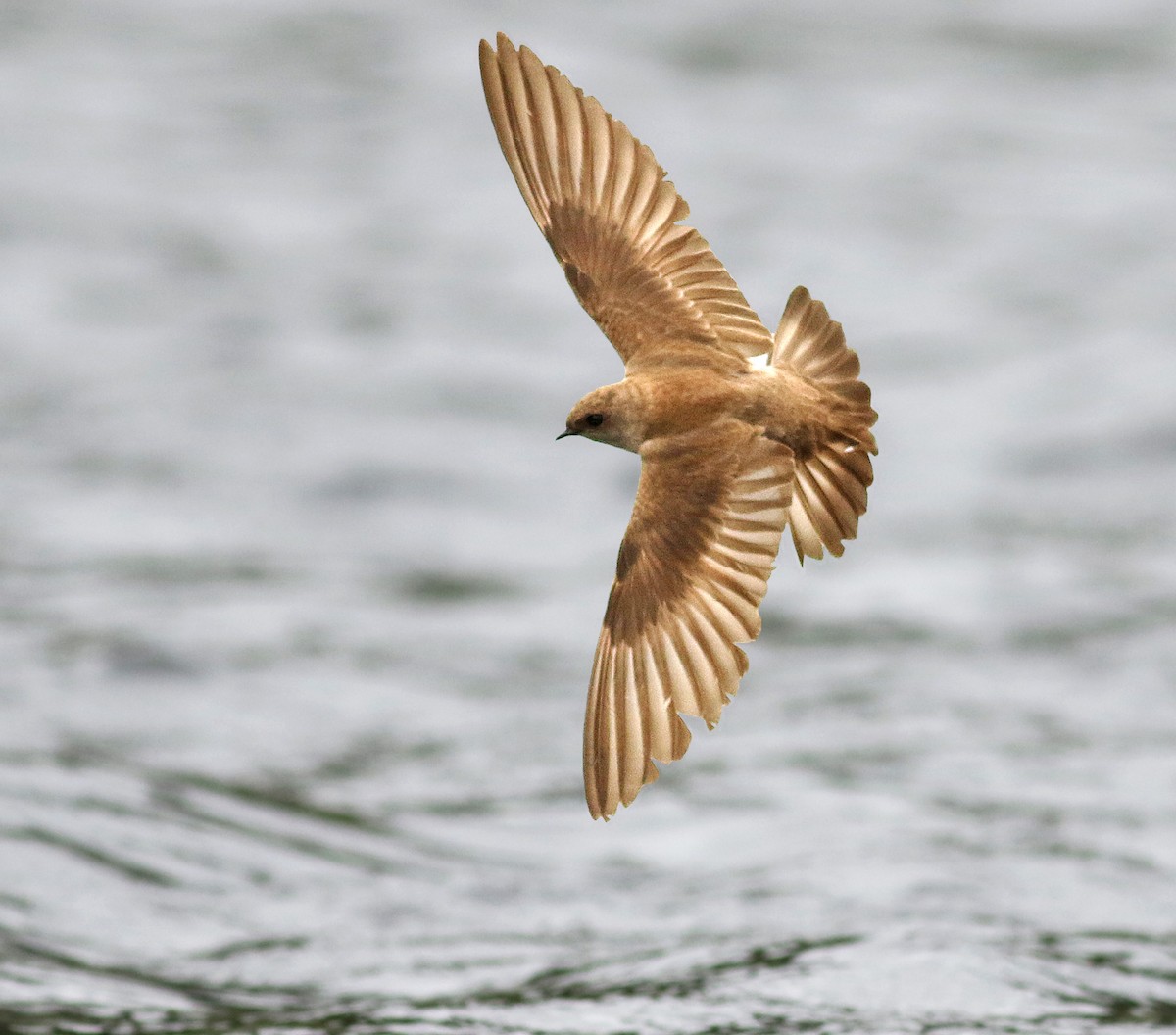Northern Rough-winged Swallow - Logan Lalonde