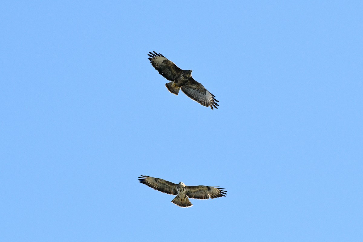 Common Buzzard - ML159232701