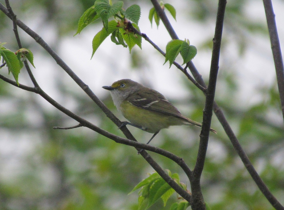 Ak Gözlü Vireo - ML159233601