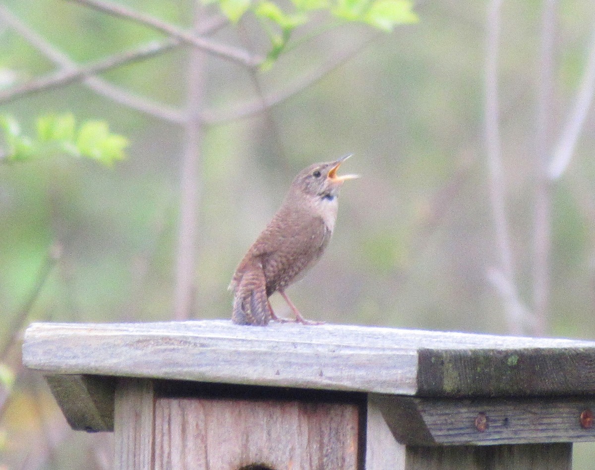 House Wren - ML159233851