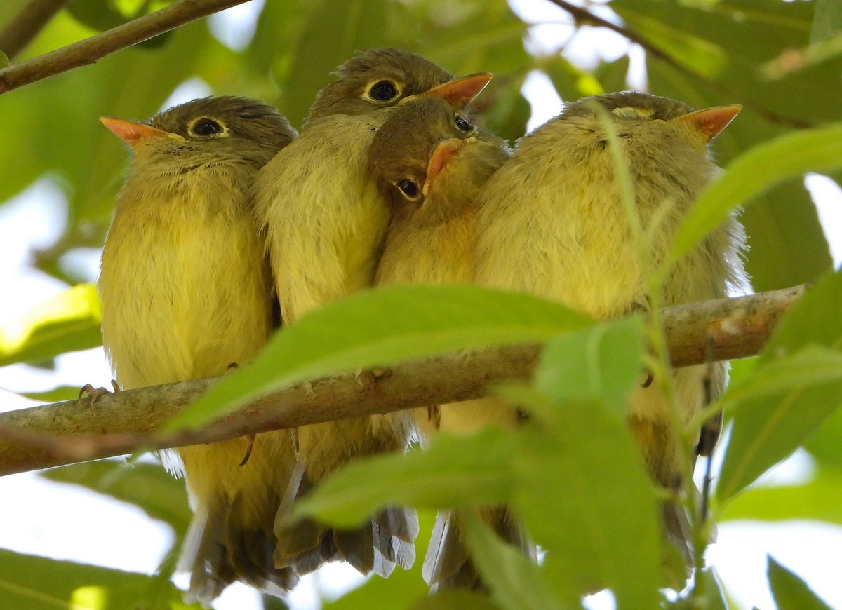 Western Flycatcher (Pacific-slope) - ML159234211