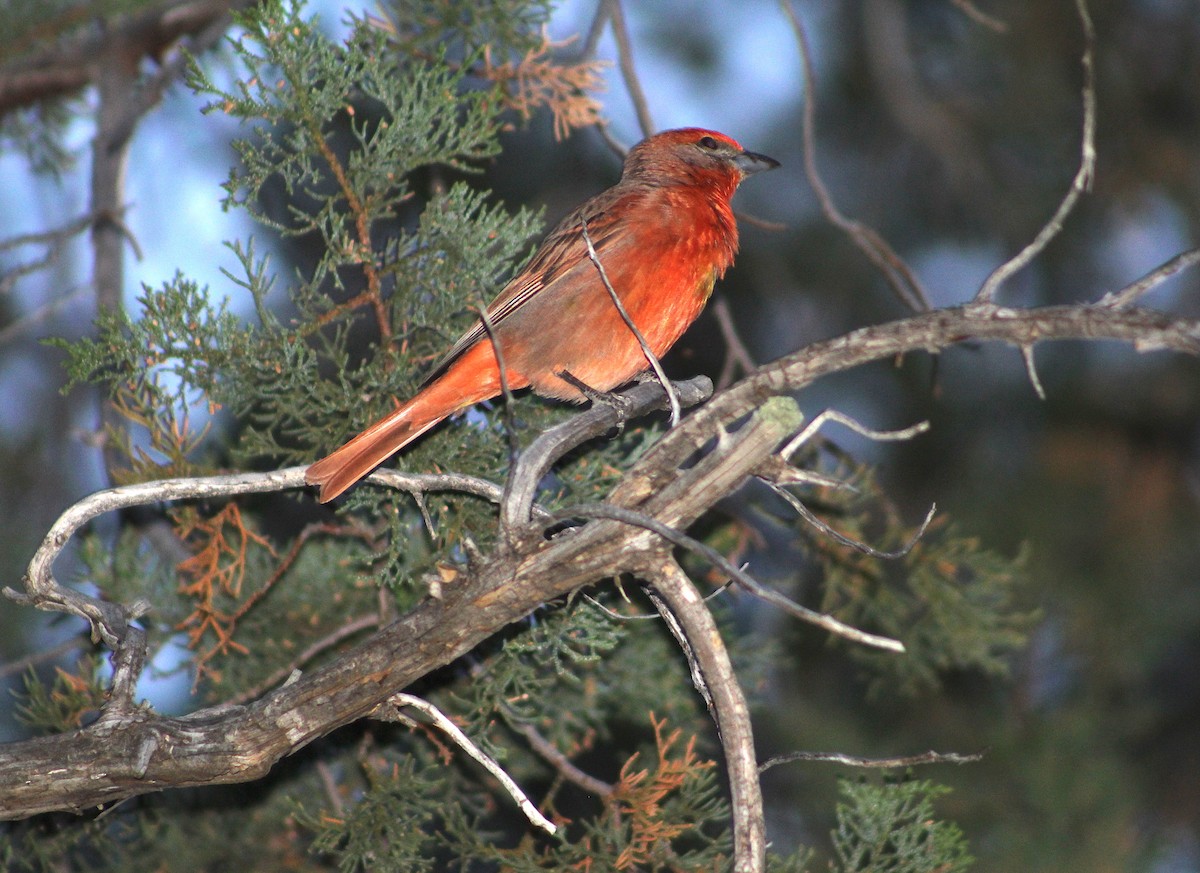 Hepatic Tanager - ML159234921