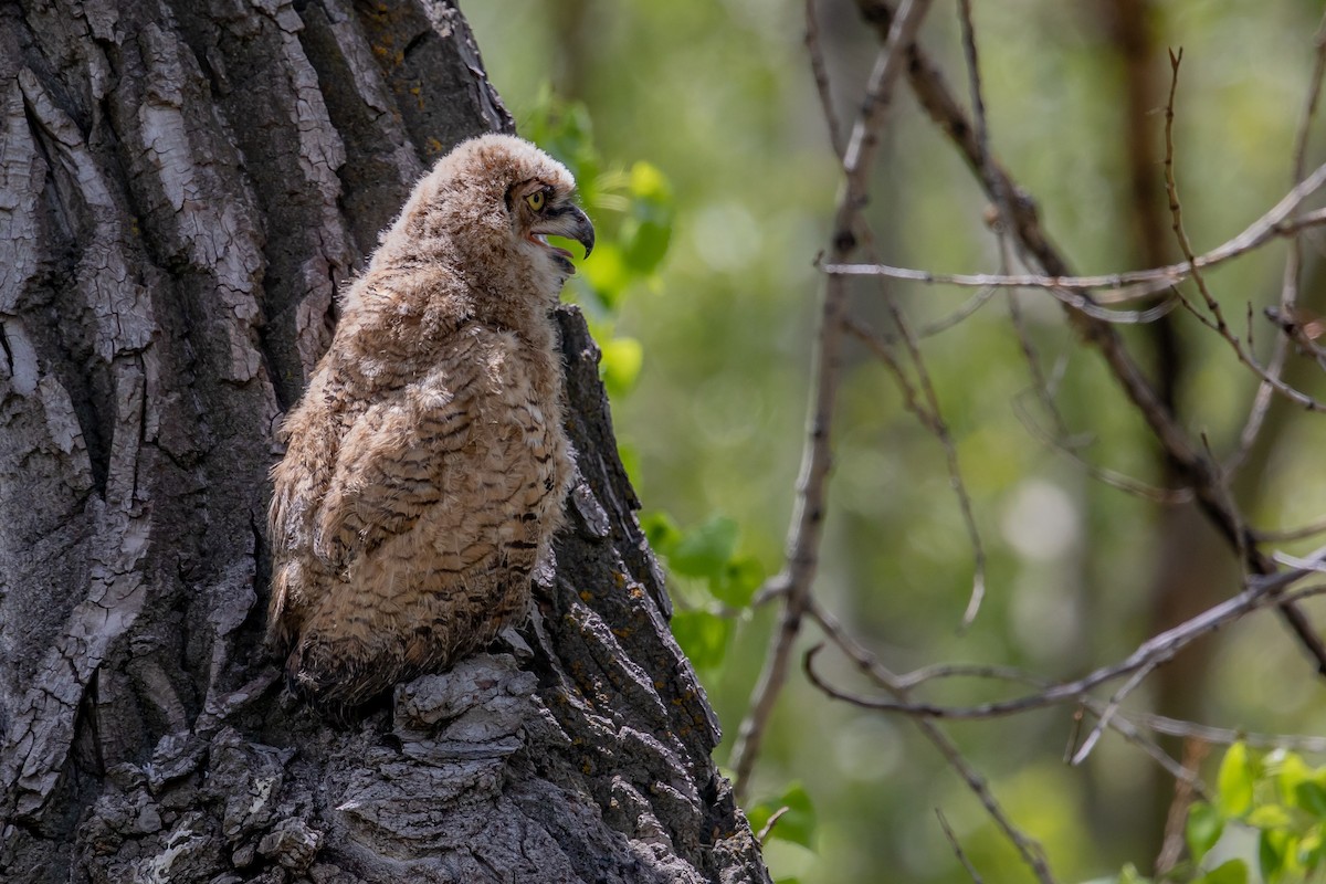 Great Horned Owl - Robert Raker