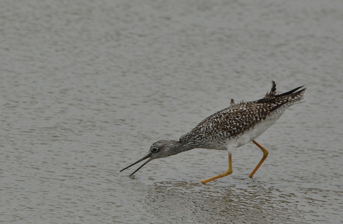 Greater Yellowlegs - ML159235891