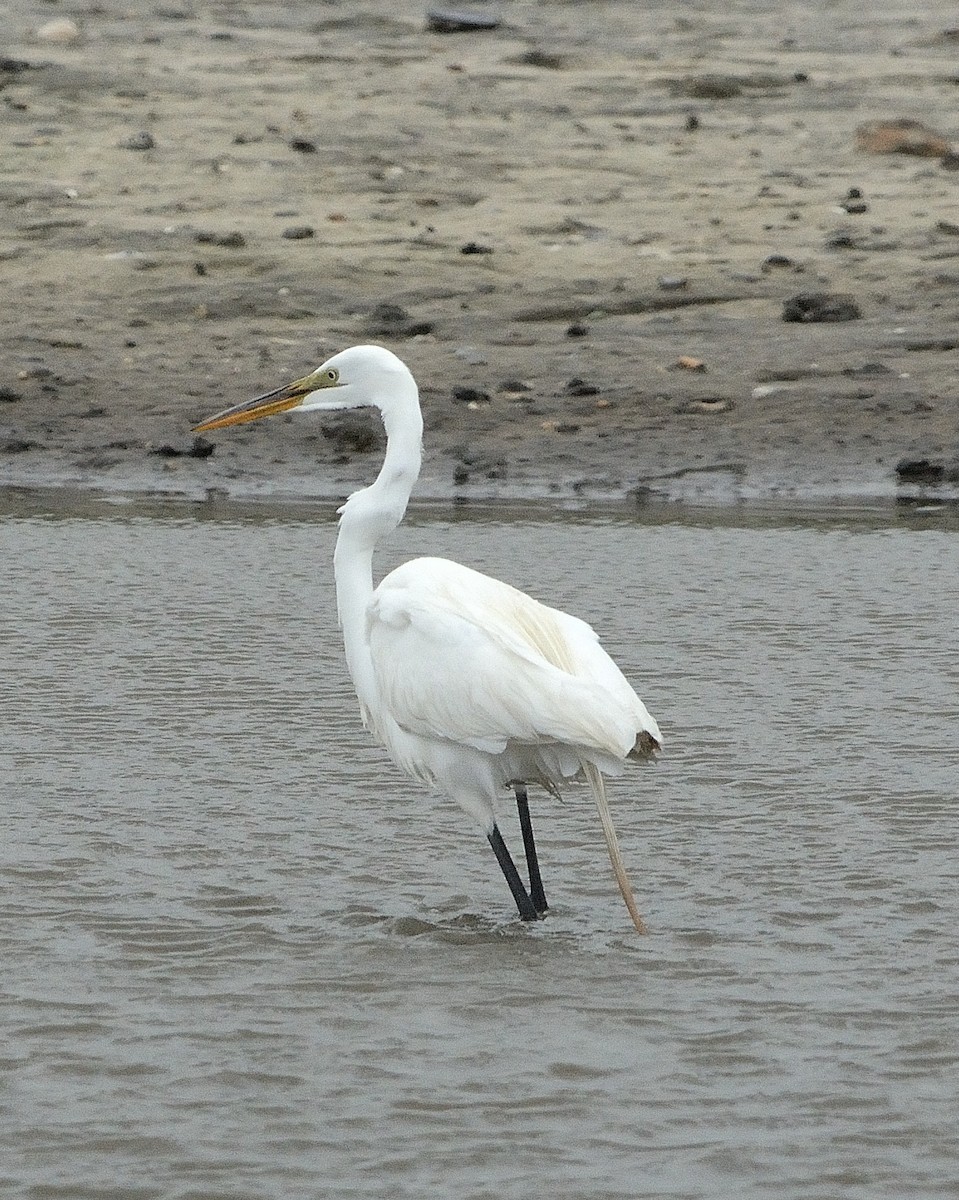 Great Egret - ML159236271