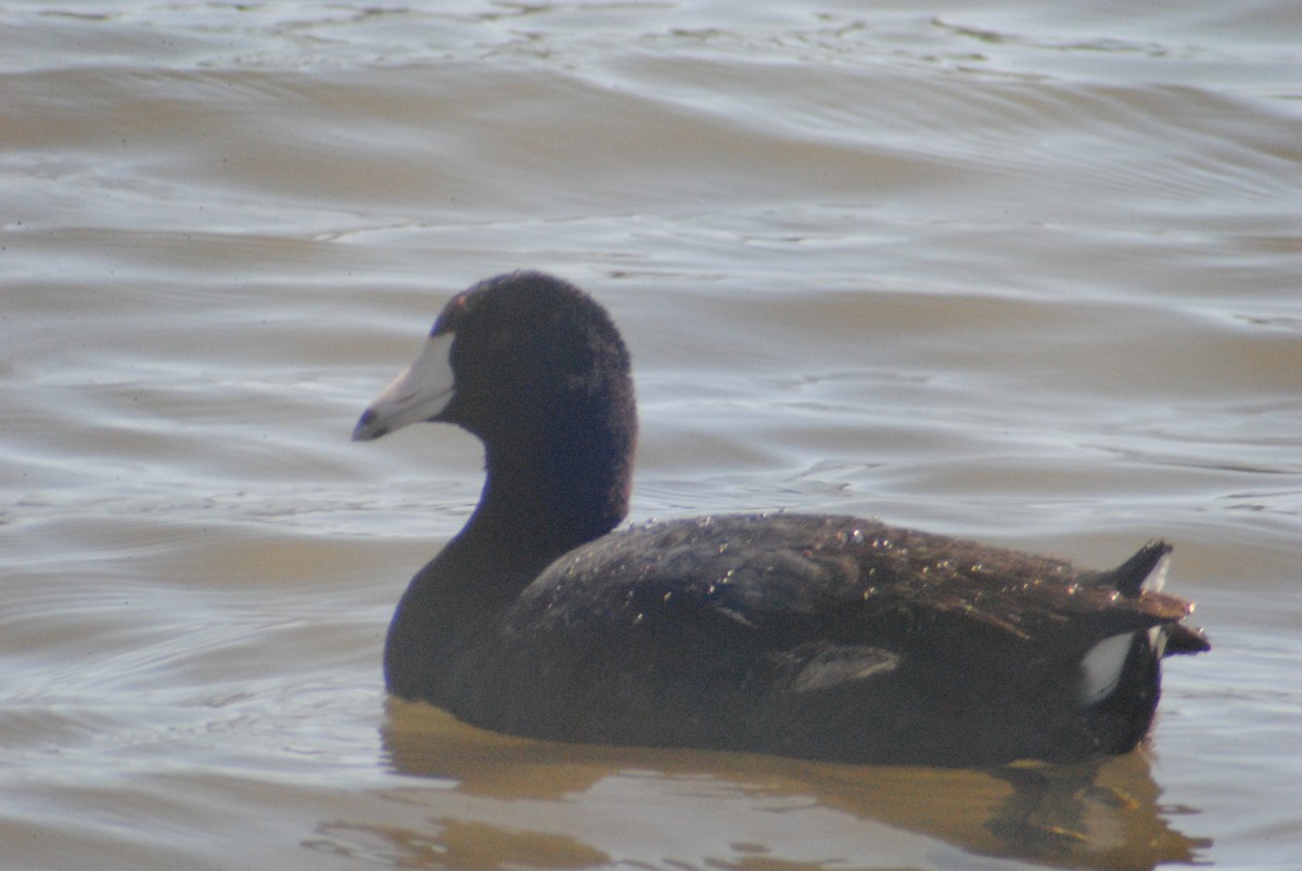 American Coot (Red-shielded) - Sean Cozart