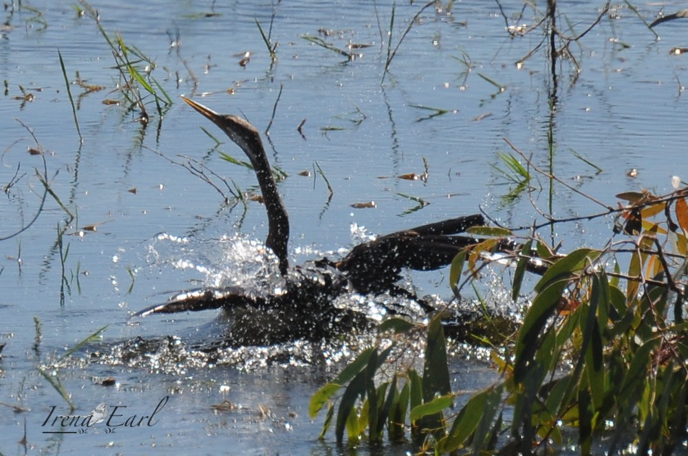 Anhinga d'Australie - ML159237361