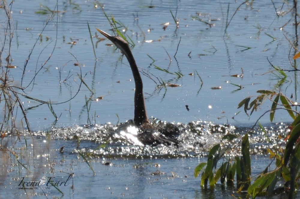 Austral-Schlangenhalsvogel - ML159237371