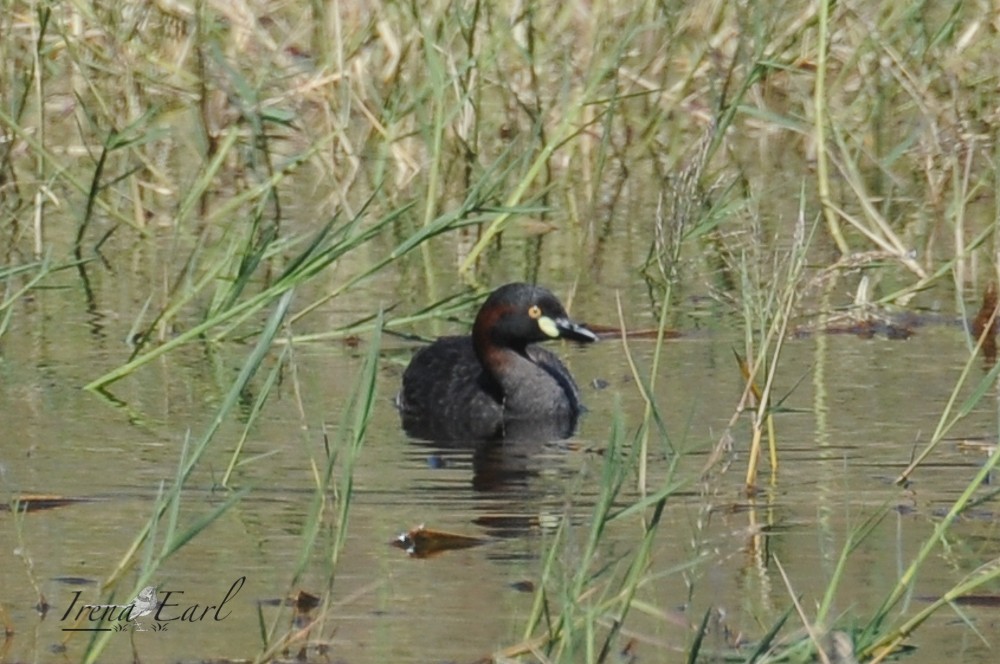 Australasian Grebe - ML159238031