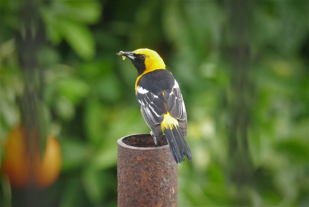 Hooded Oriole - ML159238361