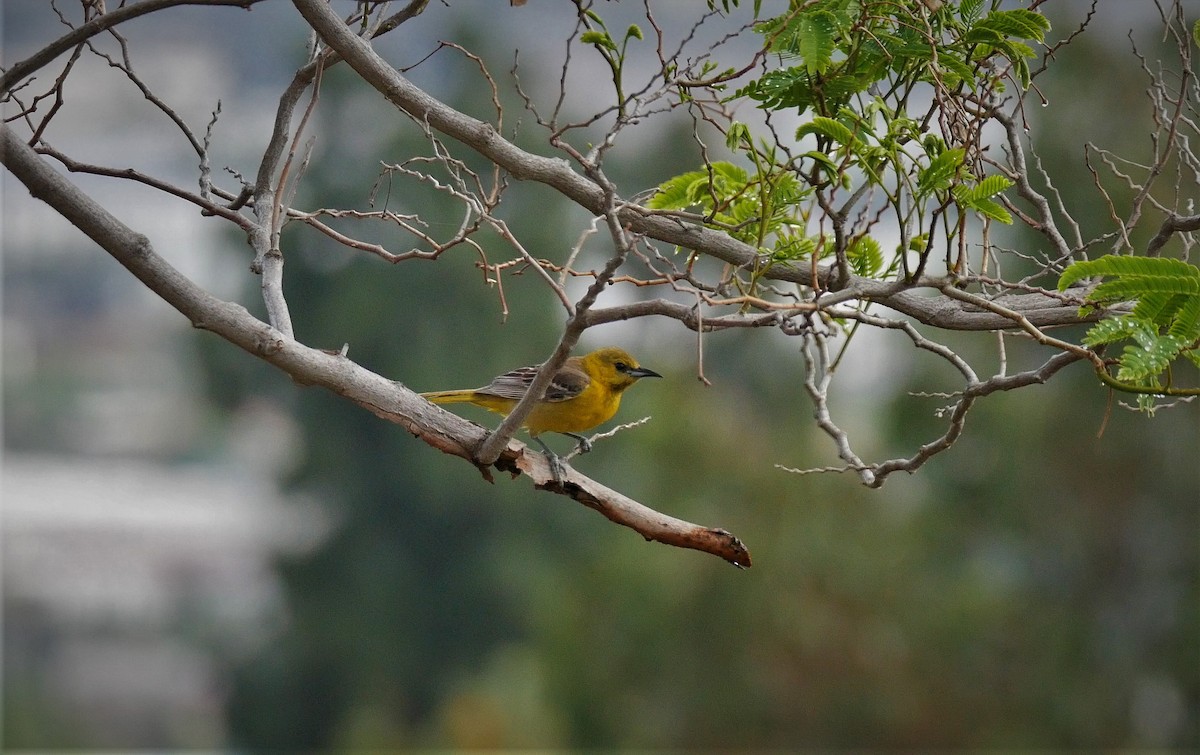 Hooded Oriole - ML159238371