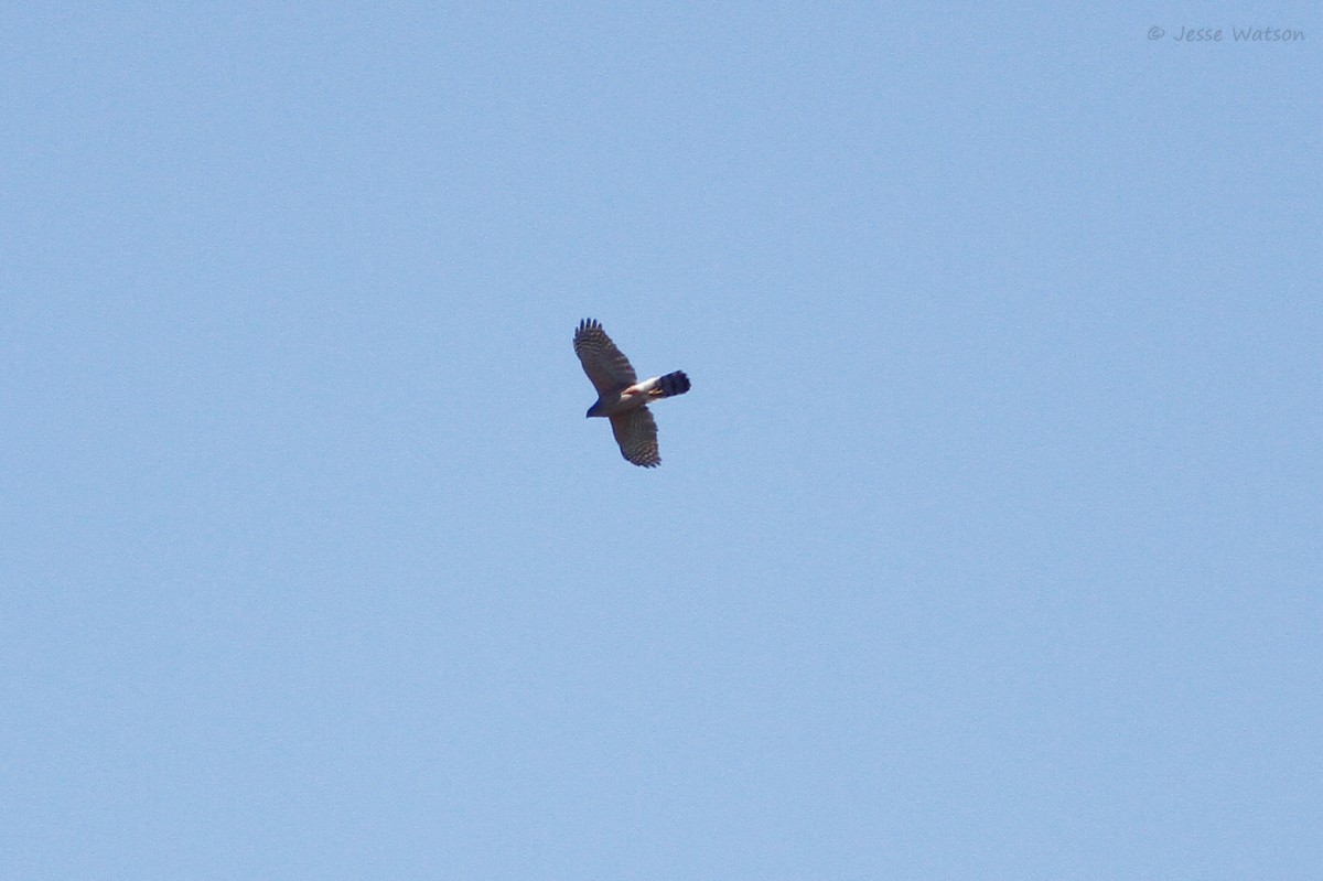 Cooper's Hawk - ML159238791