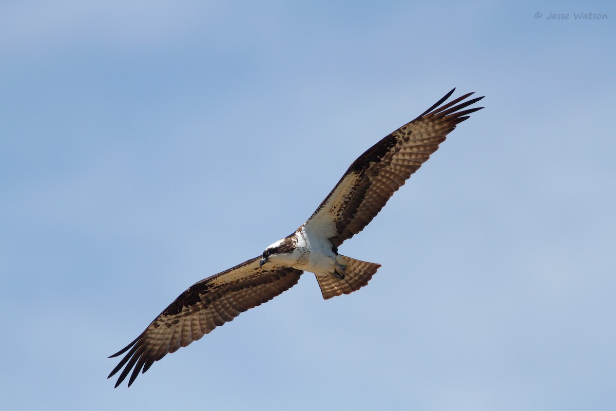 Águila Pescadora - ML159239281