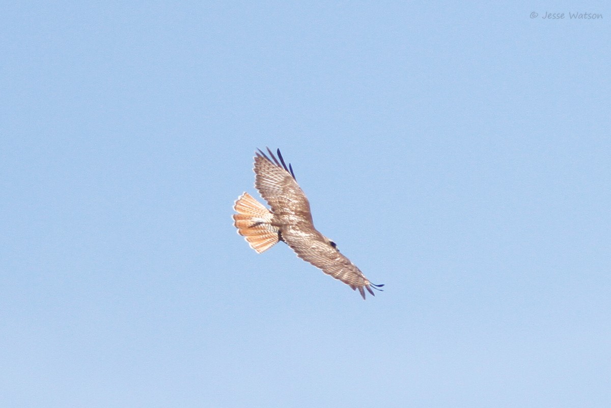 Red-tailed Hawk - Jesse Watson