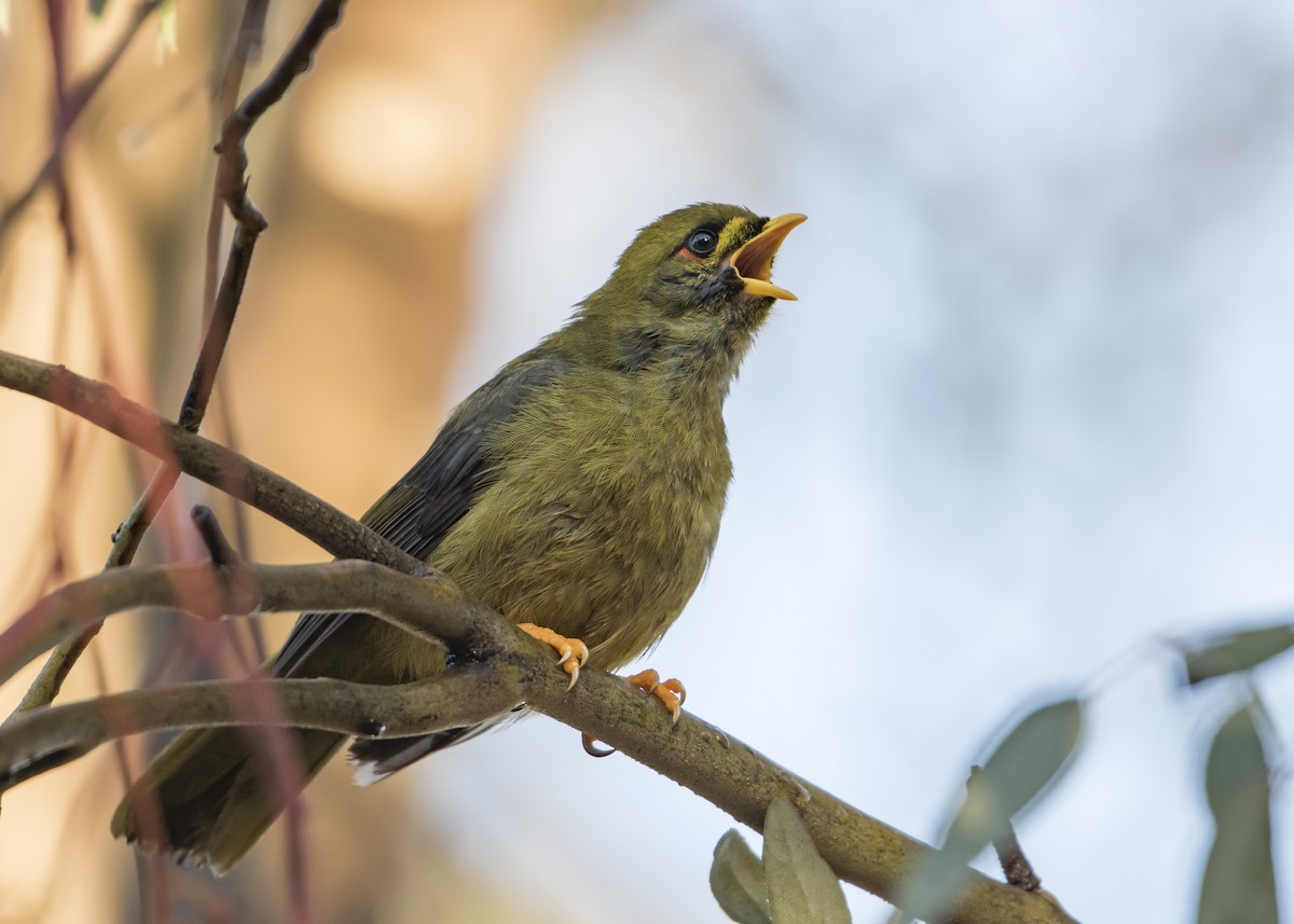 Bell Miner - ML159241211