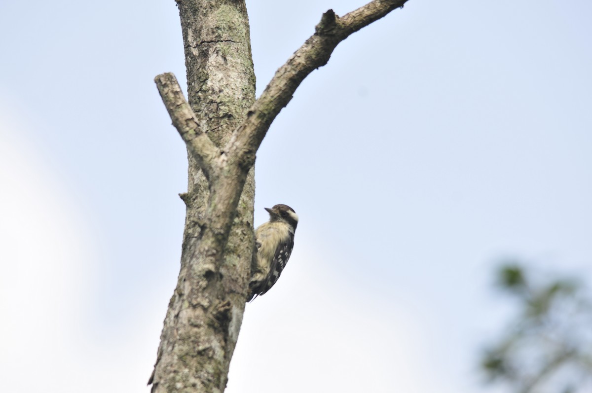 Brown-capped Pygmy Woodpecker - ML159241351