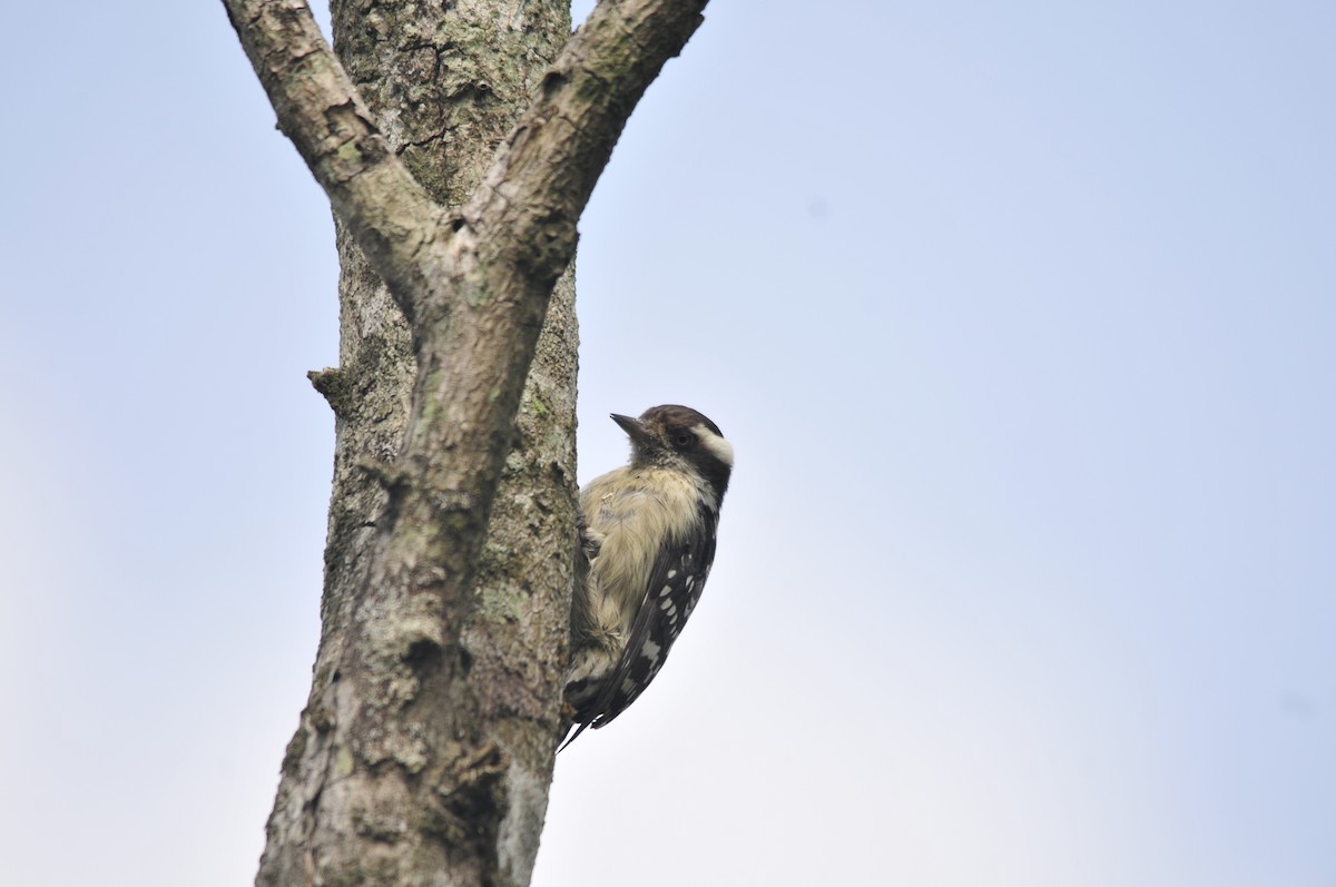 Brown-capped Pygmy Woodpecker - ML159241371