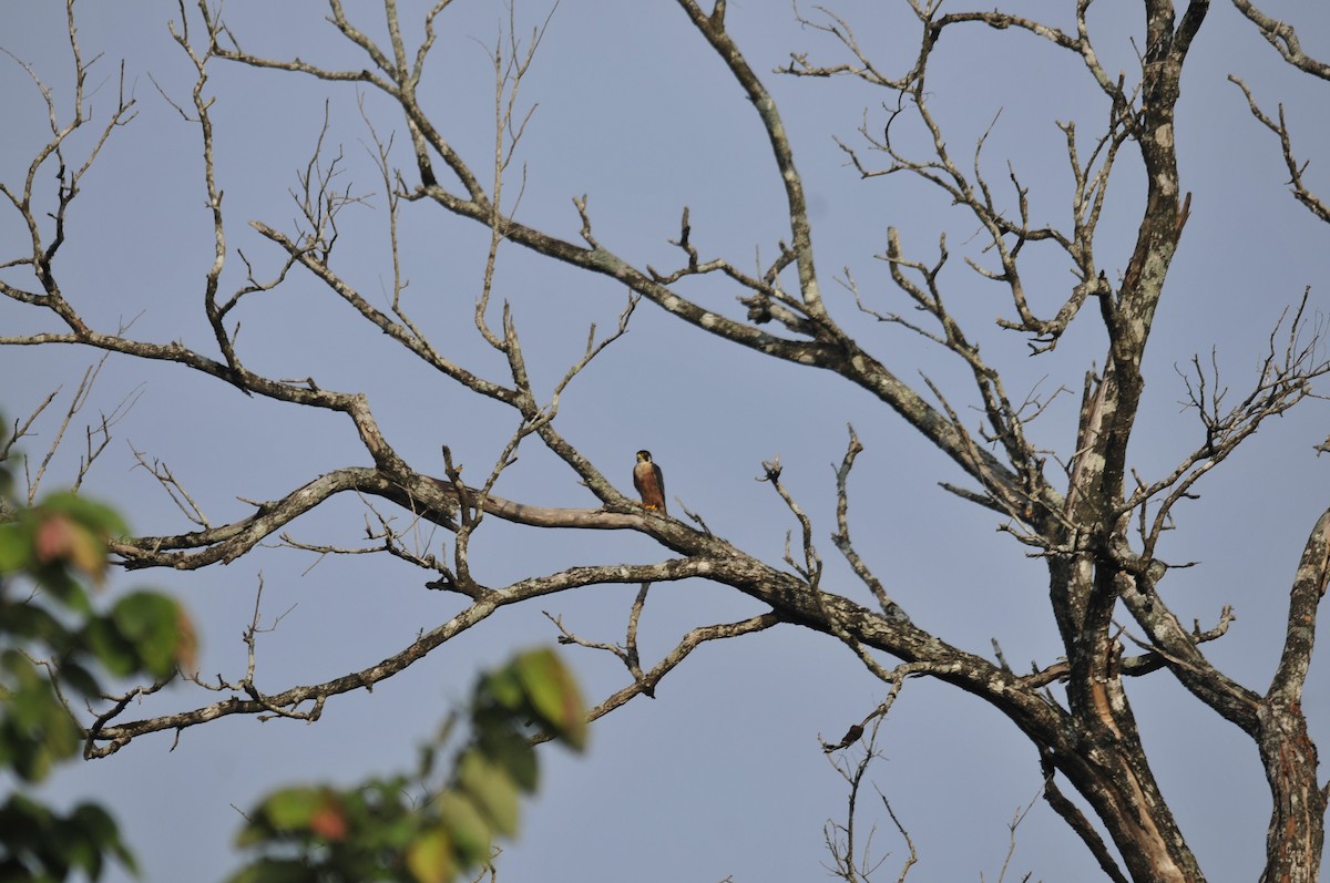 Peregrine Falcon (Shaheen) - ML159241521