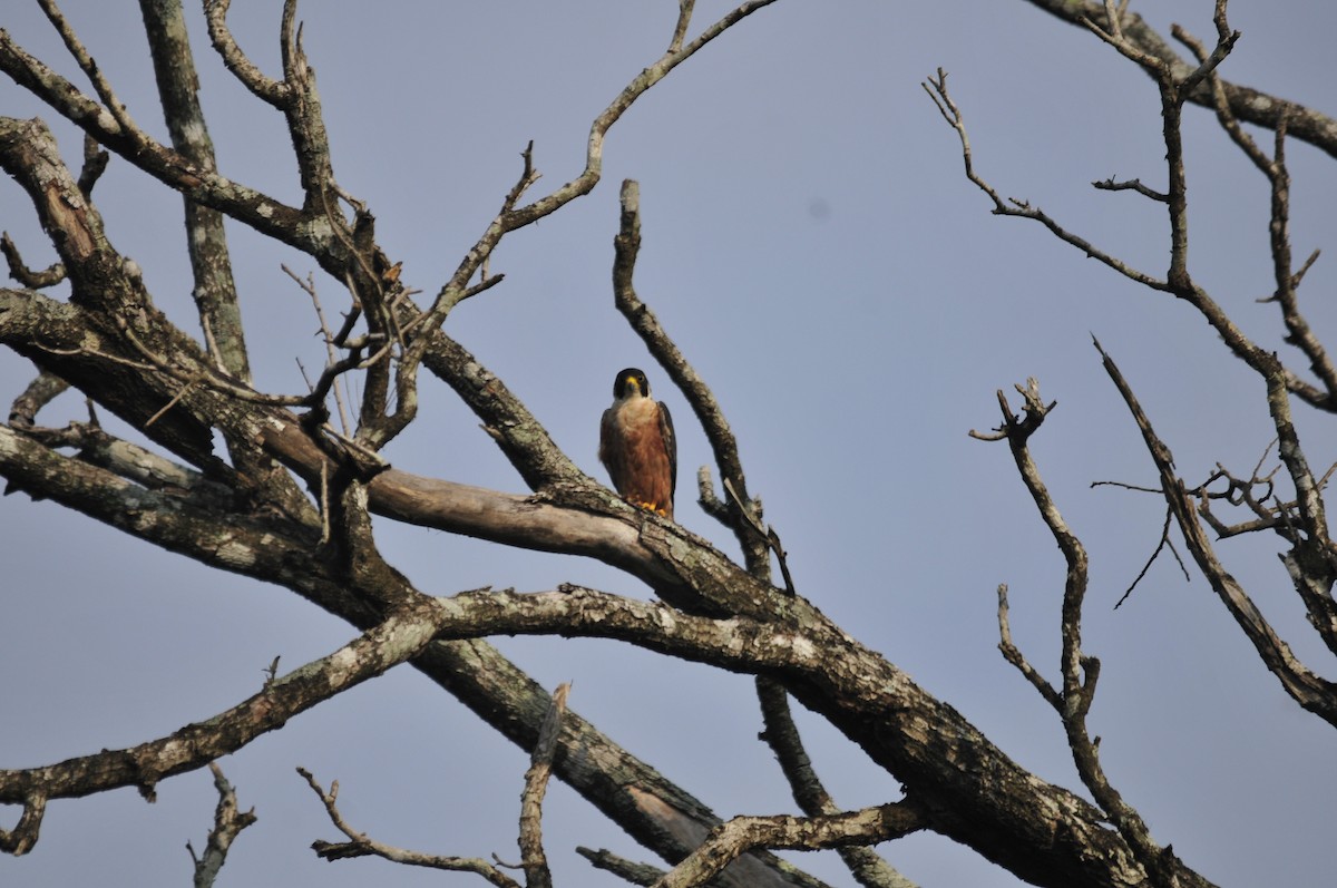 Peregrine Falcon (Shaheen) - ML159241531