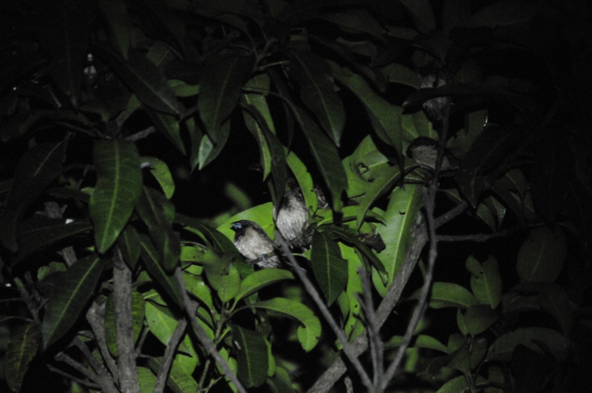Black-throated Munia - ML159241851