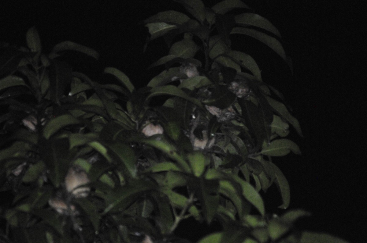 Black-throated Munia - ML159241861