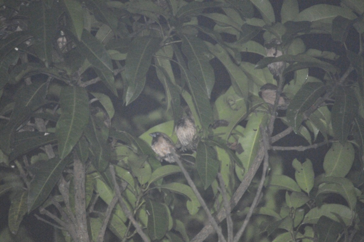 Black-throated Munia - ML159241871