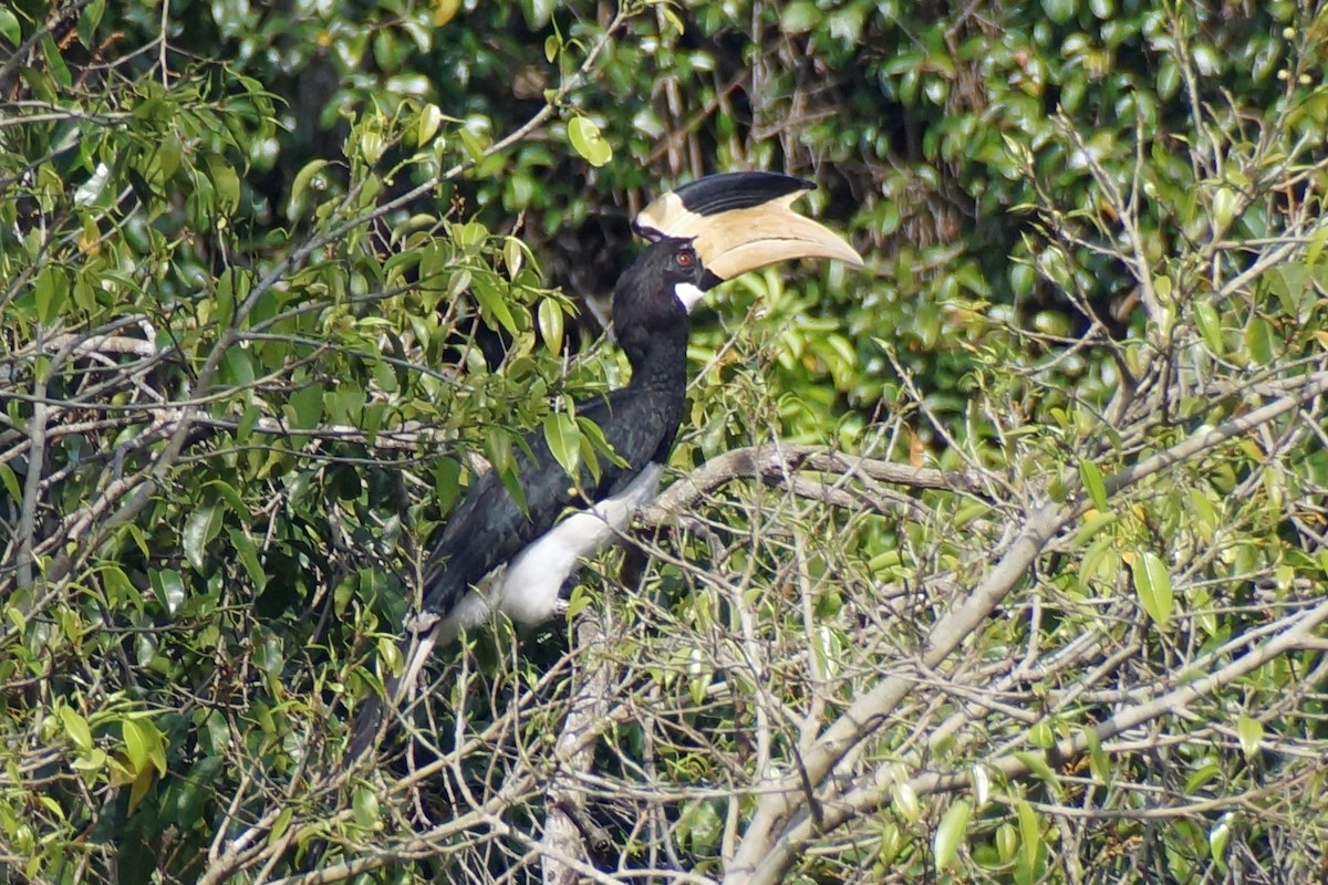 Malabarhornvogel - ML159242011