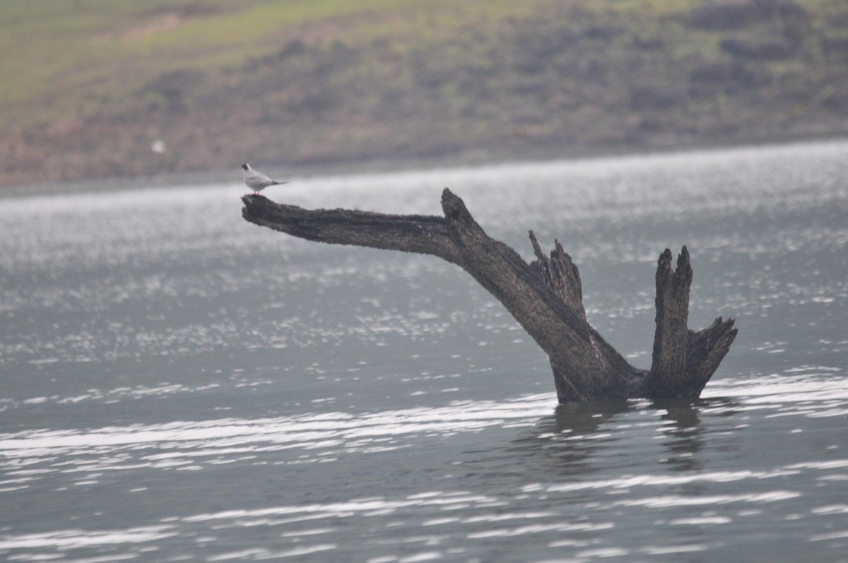 River Tern - ML159242091