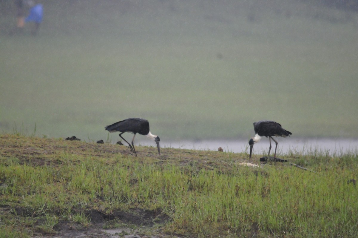 Asian Woolly-necked Stork - ML159242131