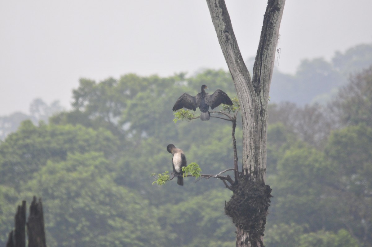 Great Cormorant - ML159242311