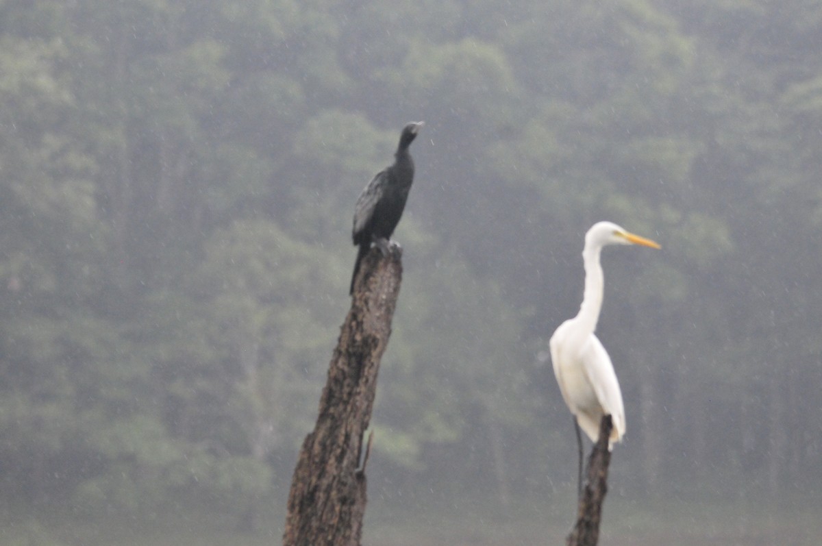 Medium Egret - ML159242401