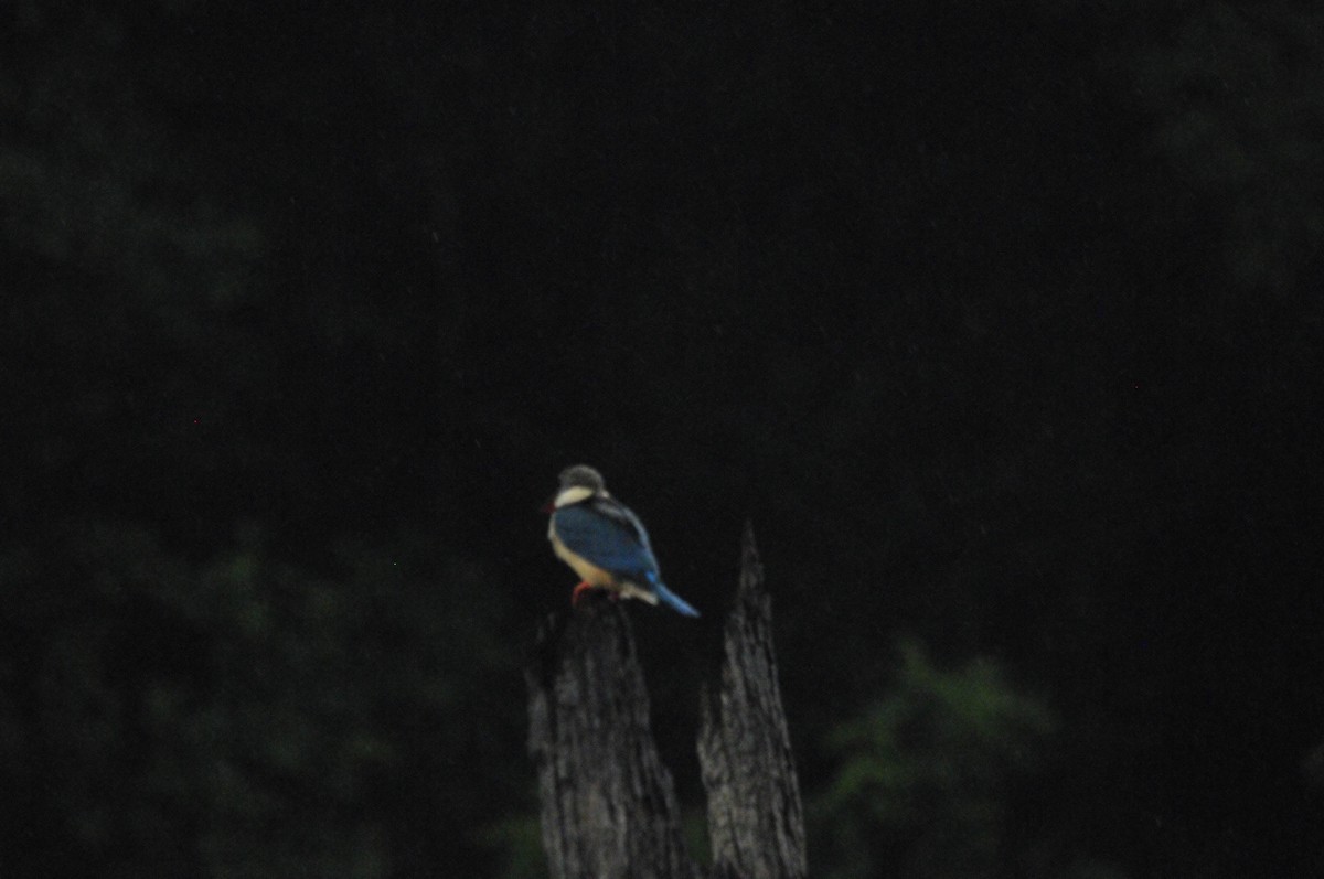Stork-billed Kingfisher - ML159242461