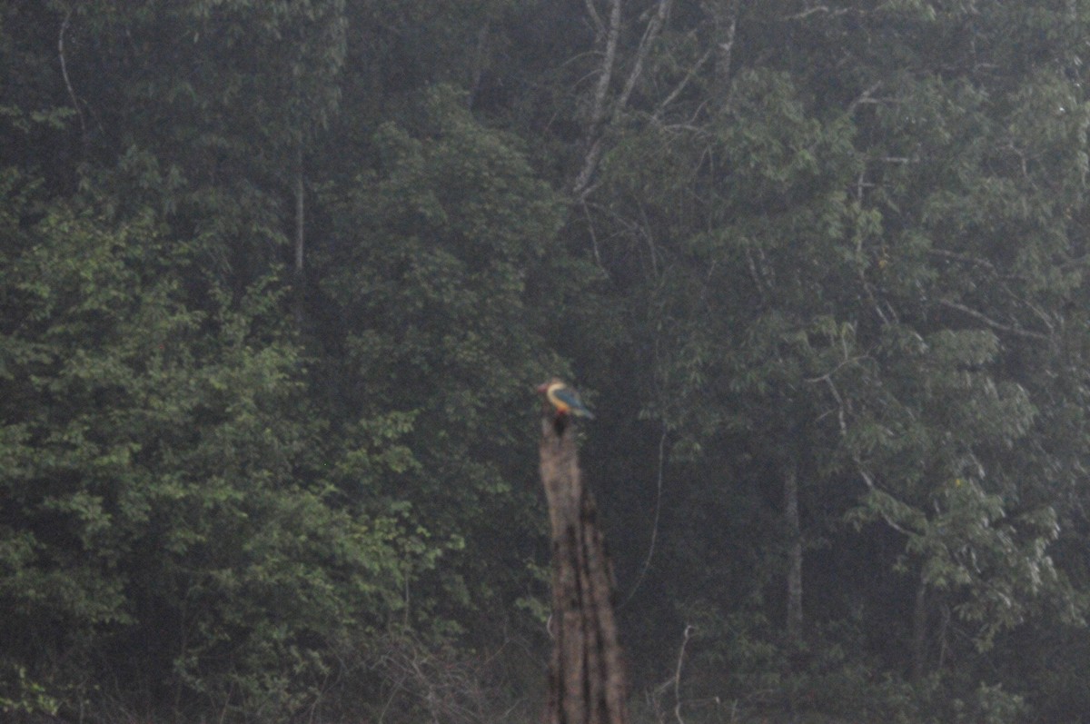 Stork-billed Kingfisher - ML159242471